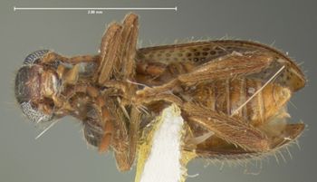 Media type: image;   Entomology 29798 Aspect: habitus ventral view